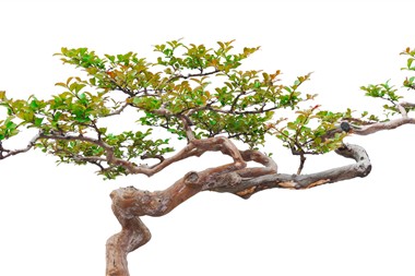 Zu Blogartikel 'Zimmerpflanzen: Welche Begrünung eignet sich fürs Büro?' wechseln